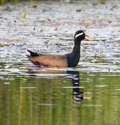 Metopidius indicus