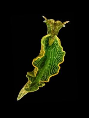 Solar-powered sea slug