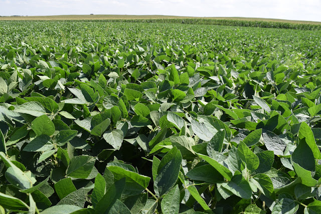 phosphorus fertilizer application timing soybean