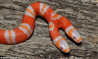 Ular Albino Berkepala Dua Muncul di Florida