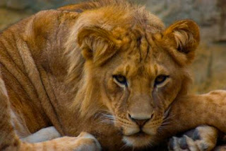 Juvenile-Male-African-Lion