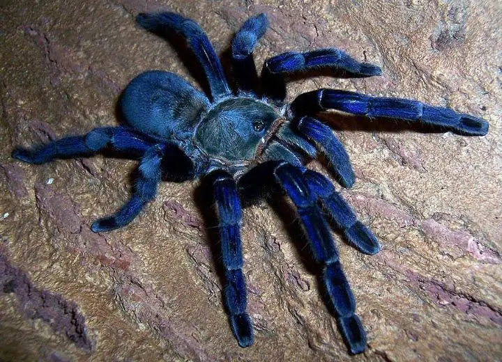 Top 10 Cutest Spiders In The World