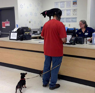 Man at Wal-Mart store, with unfortunate dachshund standing on his shoulders