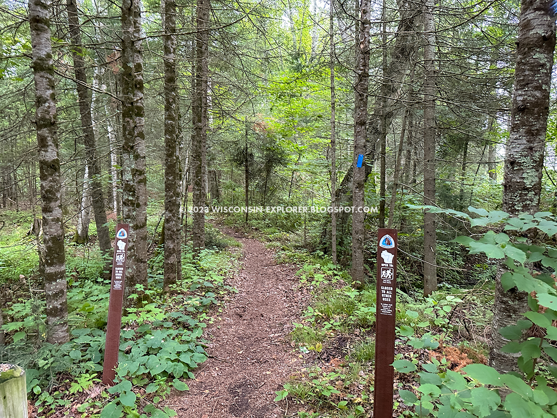 single track footpath through thick woods