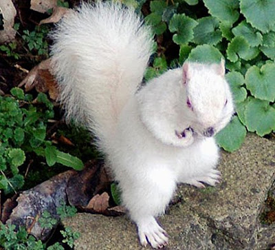 Known as the “White Squirrel Capital of the World