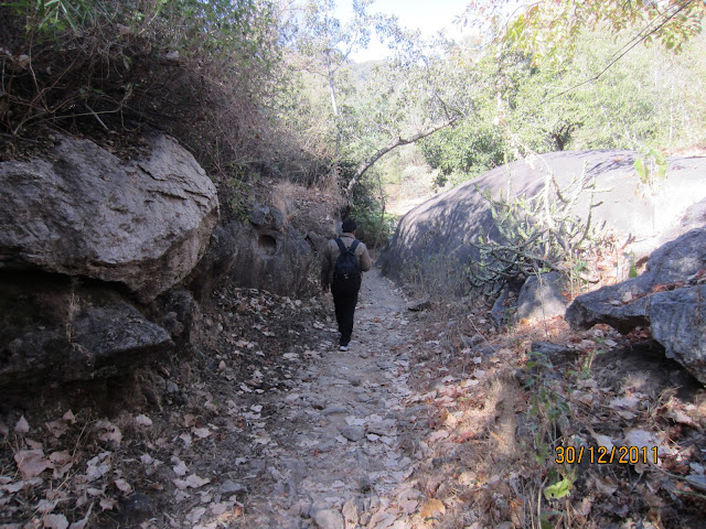 walking in the forest