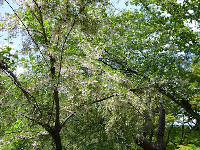 京都御苑 エゴノキの花