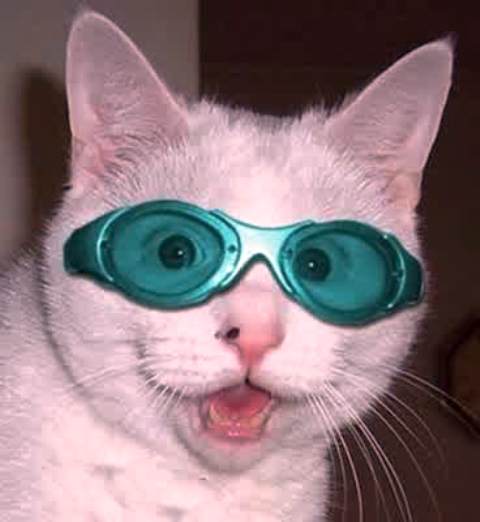 14 Gambar Kucing Pakai Kacamata Lucu Banget