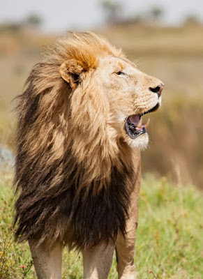 Asiatic lion