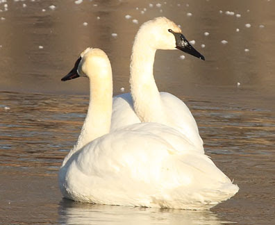 trumpeter swan book. trumpeter swan nest. often