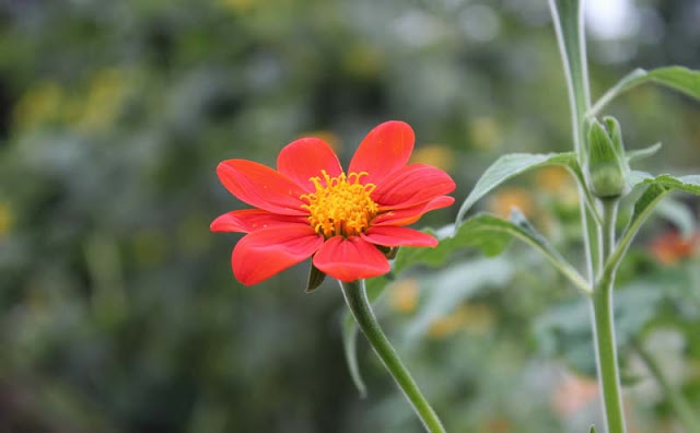 Mexican Sunflower Pictures