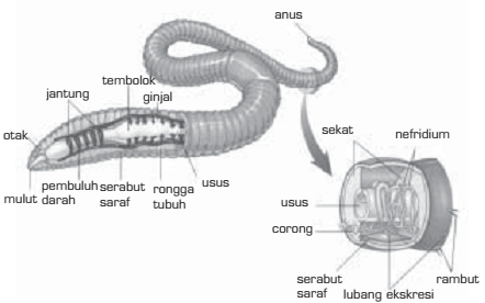 Sistem Ekskresi  pada Invertebrata 