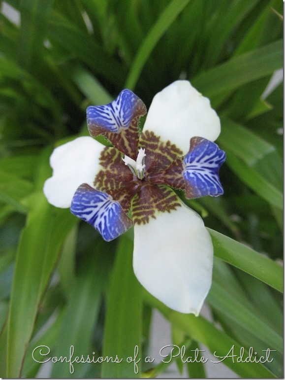 CONFESSIONS OF A PLATE ADDICT Walking Iris in Bloom CONFESSIONS OF A PLATE ADDICT Walking Iris in Bloom