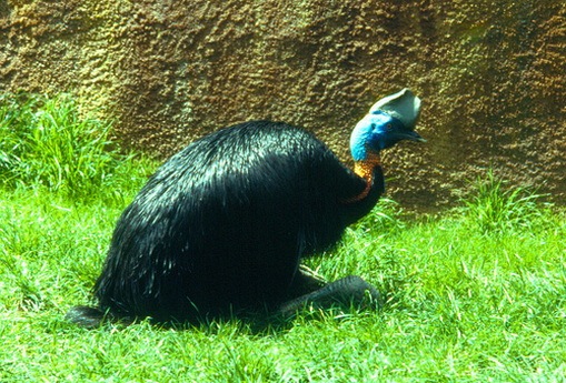 7 Jenis Burung Yang Paling Berbahaya