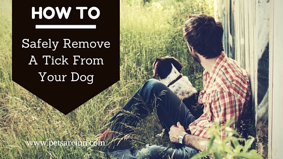 How to Safely Remove a Tick From Your Dog