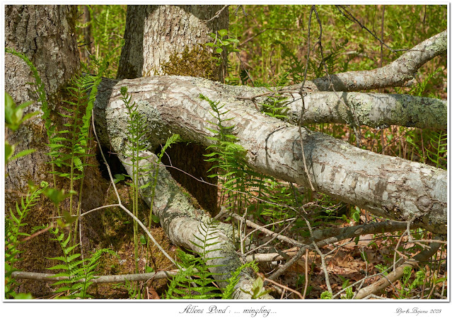 Allens Pond: ... mingling...