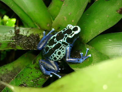 Foto Katak Panah Beracun (poison dart frog)