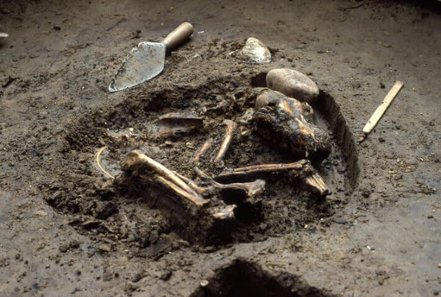 (Photo courtesy of the Center for American Archeology/Del Baston) Koster, Illinois, ancient dog skeleton