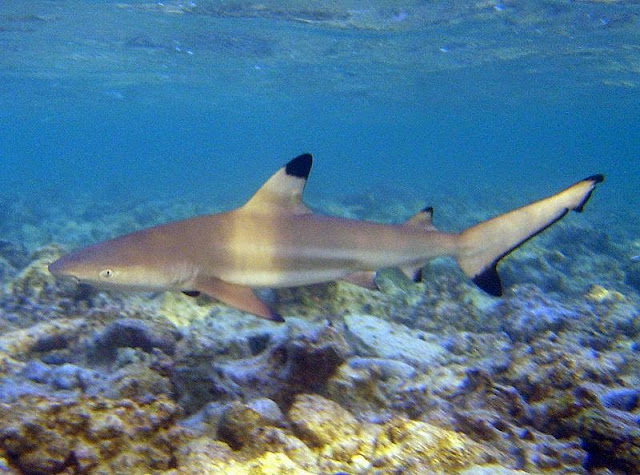 blacktip reef shark