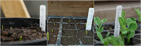 A few seedlings -Carrie Gault - https://growourown.blogspot.co.uk/