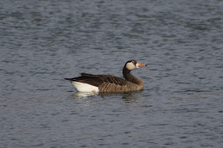 Greylag x Canada Goose hybrid