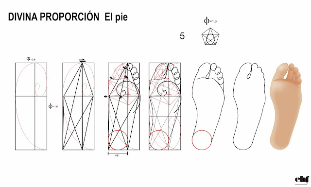 Numero de Oro y Fibonacci