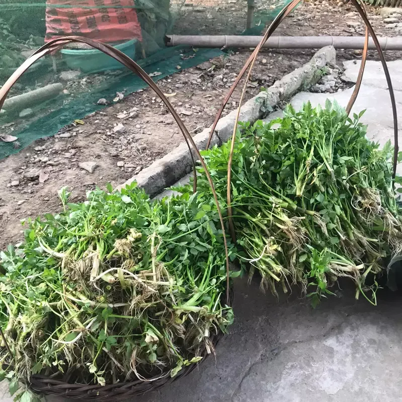 Rau Cần cạn