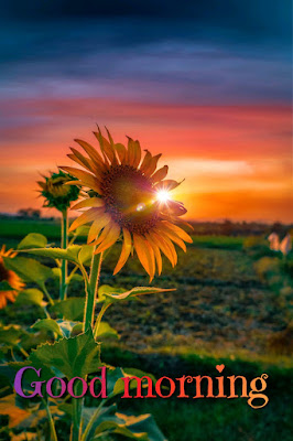Good Morning Image