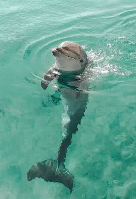 Os golfinhos, com sua graça inigualável e inteligência cativante, são verdadeiros embaixadores dos oceanos. Suas acrobacias saltitantes e seus olhares curiosos despertam um sentimento de conexão instantânea, como se compartilhássemos um elo especial com esses seres maravilhosos. Observá-los nadar em harmonia, brincar nas ondas e até mesmo interagir com os humanos em encontros emocionantes é uma experiência que toca profundamente o coração.