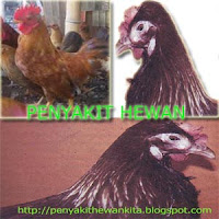 Gambar ND Pada Ayam