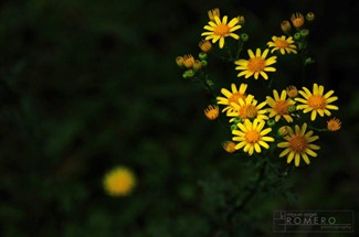FloresAmarillas