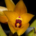 Orchid : Bulbophyllum crista-galli Kraenzl.,1904 From Rejang Land Sumatra