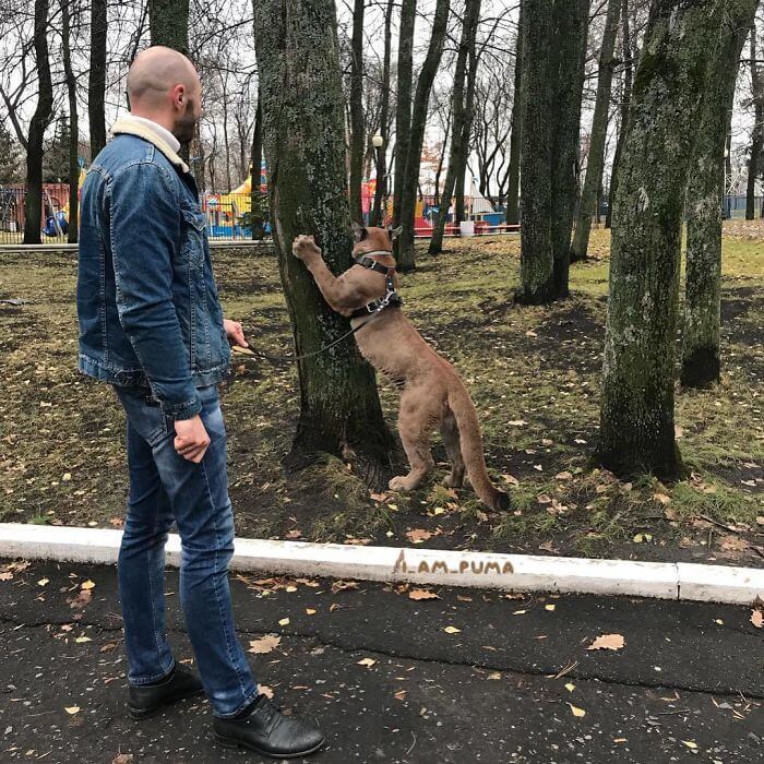 Meet Messi, The Rescued Puma That Lives As A Spoiled House Cat In Russia