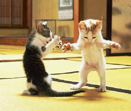 animação dois gatos