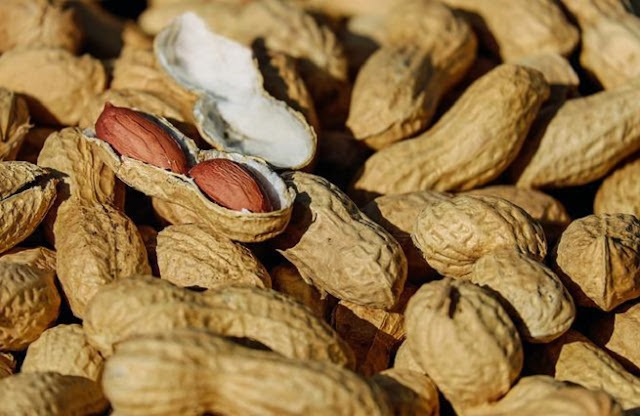 gambar kacang tanah peanut makanan hamster