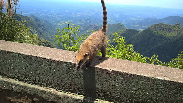 Quati no mirante da Serra do Rio do Rastro