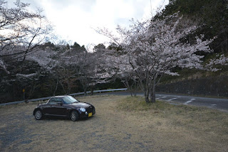 雨引観音の桜