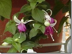 maine_kay_ 195