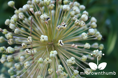 Allium seed pods, how to save Allium seeds