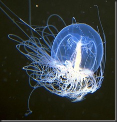 Superpower-Animals-Hydrozoan-7-631