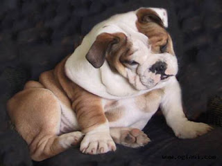 Bulldog Cachorros, parte 5