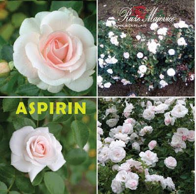 ASPIRIN - Aspirin Bijela ruža. Floribunda, Patio.