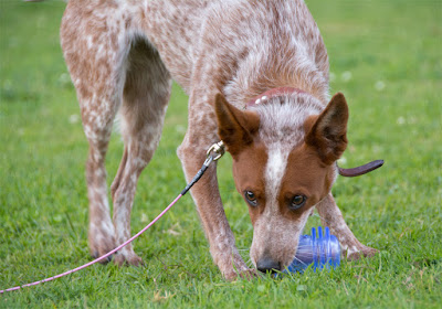 Durable food toy for dogs