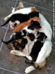 White Mommy Cat in Mandarin Florida Nursing Six Kittens
