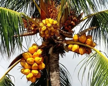 pohon kelapa gading orange terlengkap dan termurah Sumatra Selatan