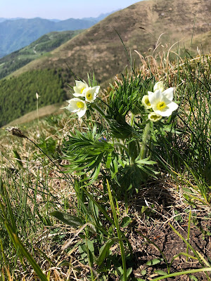 Pulsatilla alpina