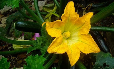 Cultivar flores comestíveis na horta é uma ótima maneira de acrescentar beleza e sabor aos pratos culinários, além de proporcionar um ambiente agradável e saudável em casa.