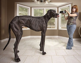 World's Tallest Dog Zeus