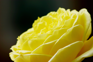 Yellow Rose Wallpaper