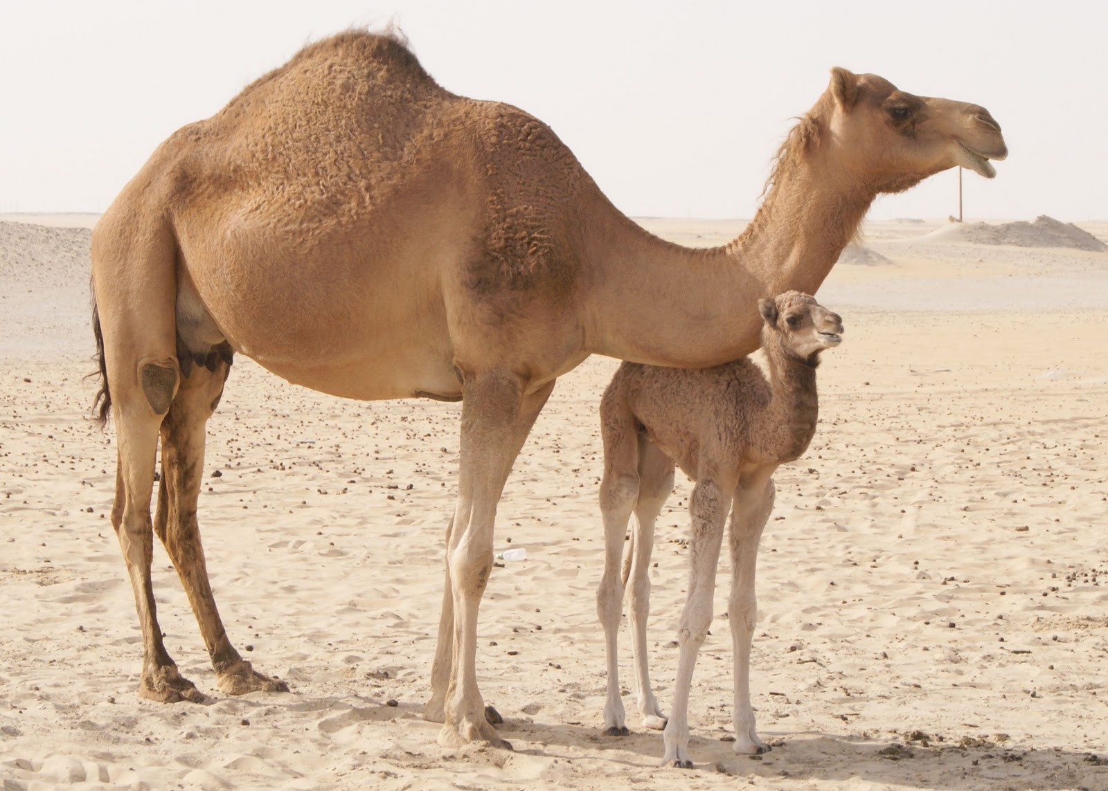 Pictures Of Camels 2
